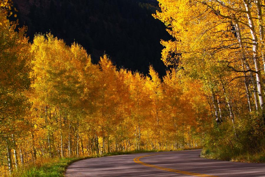 Fall Colors in Aspen