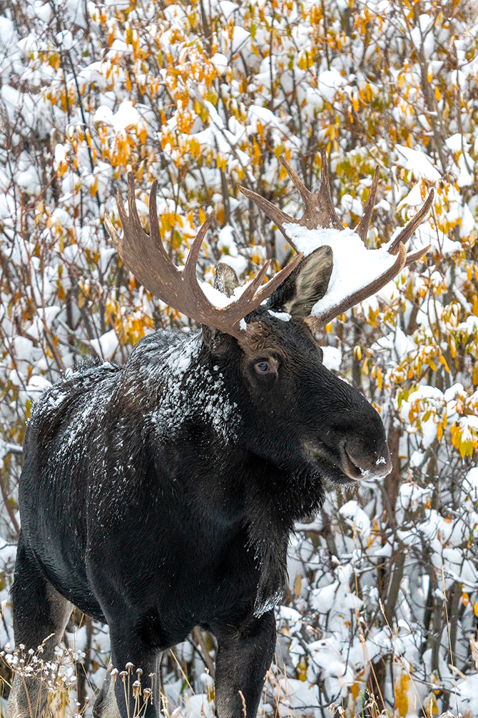 Moose in snow 