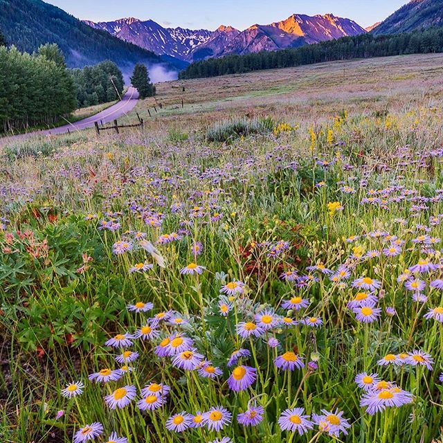 Wildflowers