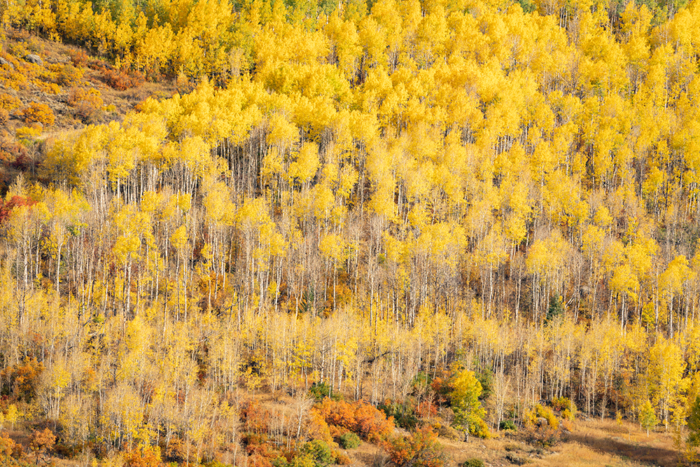 Fall foliage in Aspen 