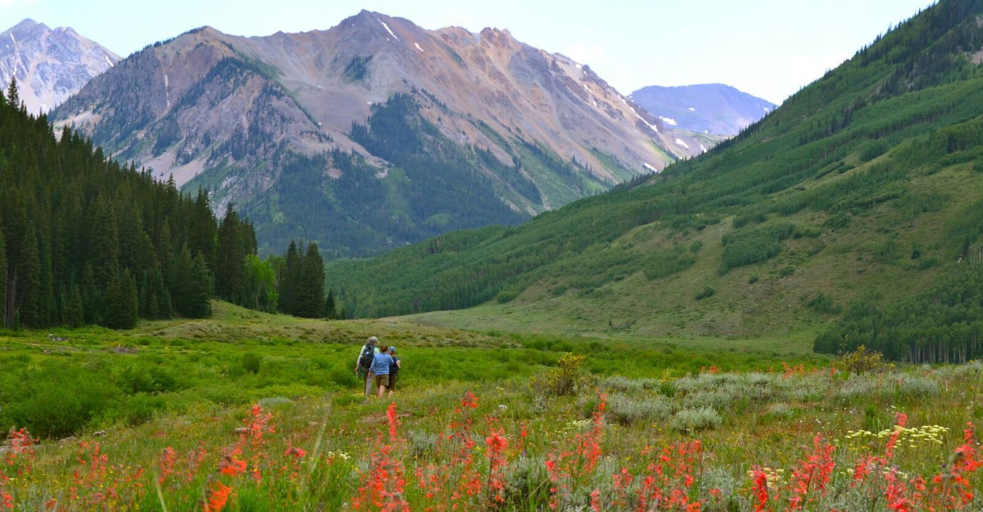 Top Wildflower Hikes In Aspen Aspen CO Chamber