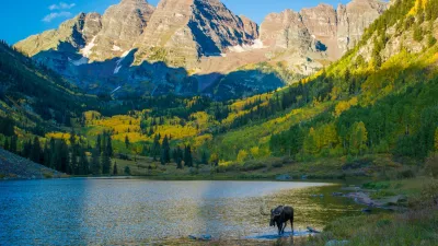 Moose at Maroon Bells Maroon Lake in Fall