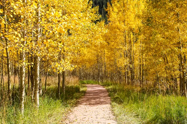 Aspen Trail Fall