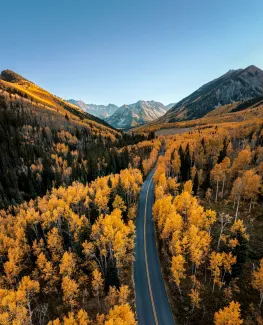 Fall Foliage in Aspen