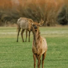 Wildlife in Aspen, Colorado