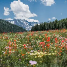 Summer in Aspen, Colorado